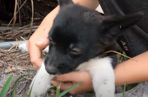 A Heartwarming Tale: Abandoned Dog Finds Love and Forever Home